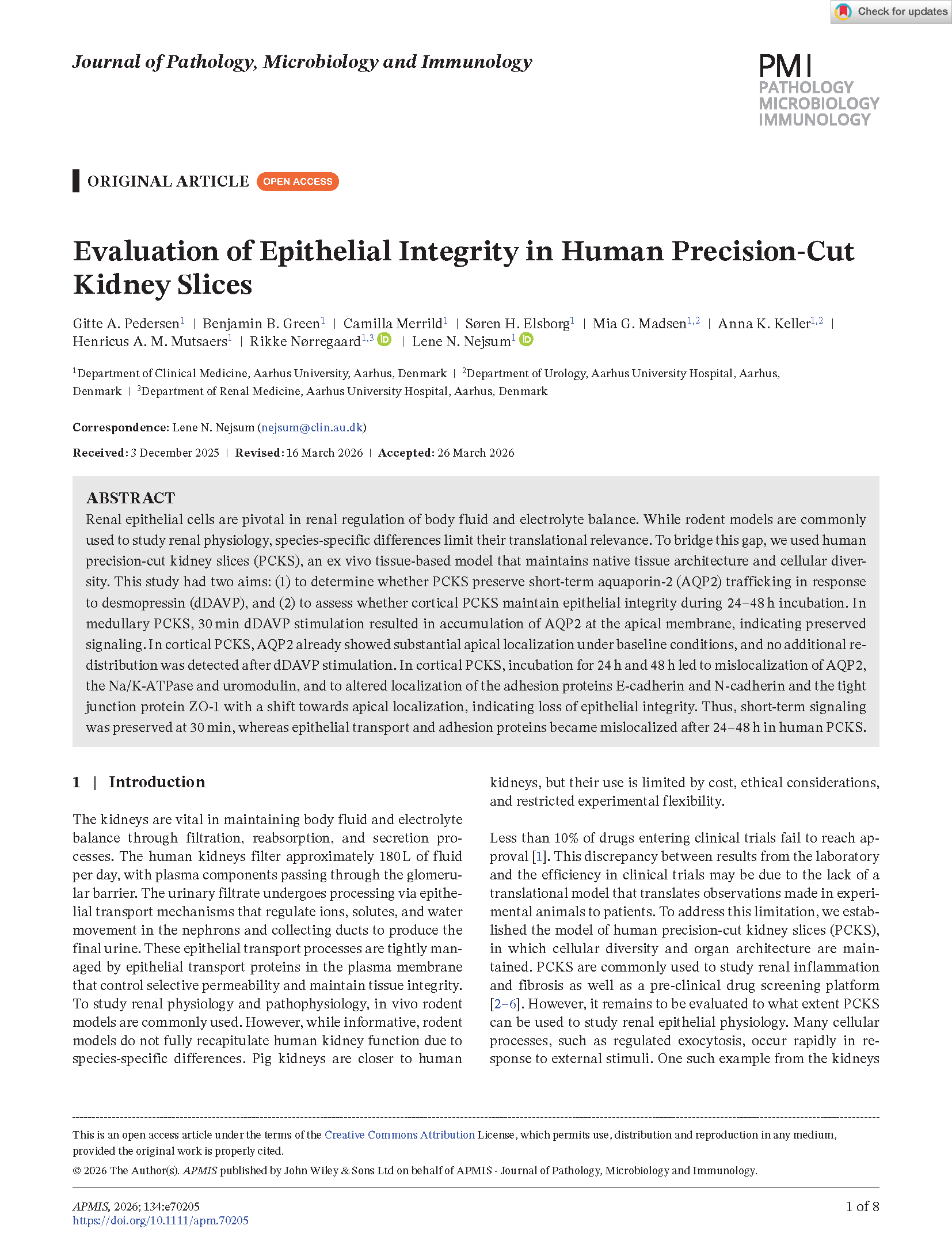 Artikel: APMIS - 2026 - Pedersen - Evaluation of Epithelial Integrity in Human Precision‐Cut Kidney Slices